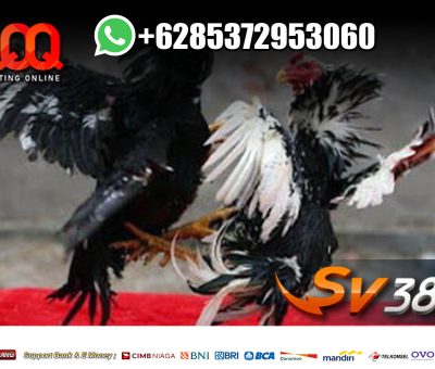 SV388 Agen Sv388 Judi Sv388 Sabung Ayam Online Login Sv388