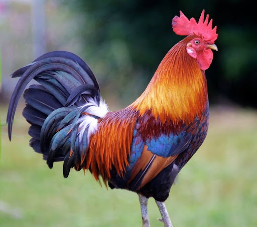 SV388 Laga Ayam Deposit BRI - SV388 Laga Ayam Terbaik