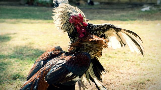 Bonus Sabung Ayam Online Terbesar Pakgunners