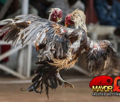 3 Tips Teratas Untuk Memenangkan Pertarungan Judi Sabung Ayam SV388 Online