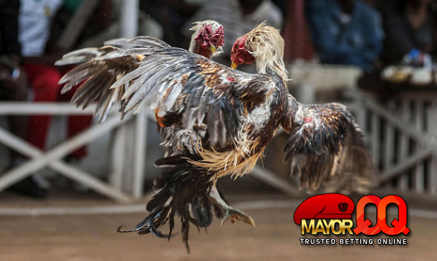 3 Tips Teratas Untuk Memenangkan Pertarungan Judi Sabung Ayam SV388 Online